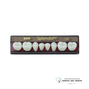 MOLAR SPLENDID 34M LO 59