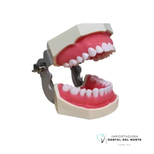 Tpodondo de Entrenamiento (32 dientes)